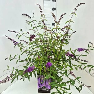 Buddleja davidii 'Ile de France' C7.5 - afbeelding 3