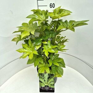 Fatsia japonica 80/100 C. - afbeelding 5