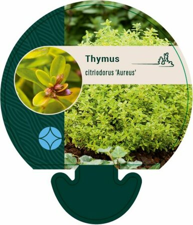 Thymus citriodorus 'Aureus' C1.5 - afbeelding 3