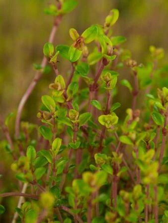 Thymus citriodorus 'Aureus' C1.5 - afbeelding 4