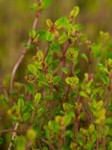 Thymus citriodorus 'Aureus' C1.5 - afbeelding 4