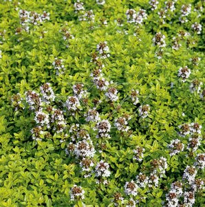 Thymus citriodorus 'Aureus' C1.5 - afbeelding 5