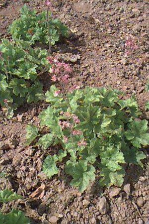 Heucherella alba 'Bridget Bloom' P9