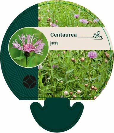 Centaurea jacea P9