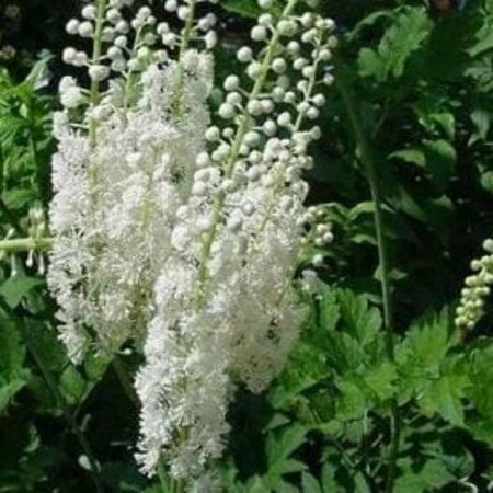 Actaea racemosa cordifolia P9