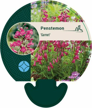 Penstemon 'Garnet' P9