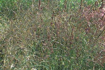 Molinia arundinacea 'Windspiel' C1.5 - afbeelding 1