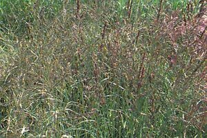 Molinia arundinacea 'Windspiel' C1.5 - afbeelding 1