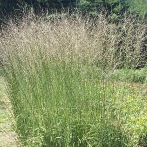 Molinia arundinacea 'Windspiel' C1.5 - afbeelding 2