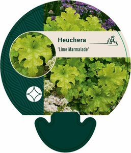 Heuchera 'Lime Marmalade' P9