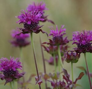 Monarda 'Scorpion' P9 - afbeelding 2