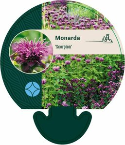 Monarda 'Scorpion' P9 - afbeelding 1