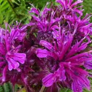 Monarda 'Scorpion' P9 - afbeelding 3