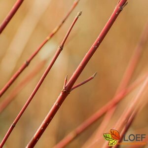 Cornus alba 'Sibirica' 80/100 C. - afbeelding 1