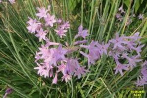 Tulbaghia violacea C1.5