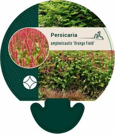 Persicaria amplexicaulis 'Orange Field' P9