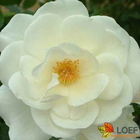 Rosa (H) 'Schneewittchen' - afbeelding 2