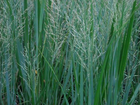 Panicum virgatum 'Northwind' C2 - afbeelding 3