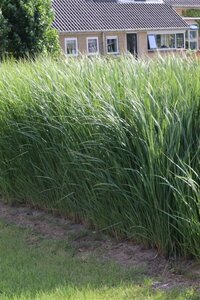 Panicum virgatum 'Northwind' C2 - afbeelding 1