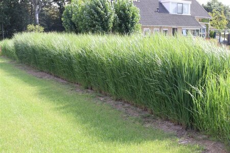 Panicum virgatum 'Northwind' C2 - afbeelding 2