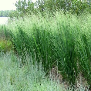 Panicum virgatum 'Northwind' C2 - afbeelding 4