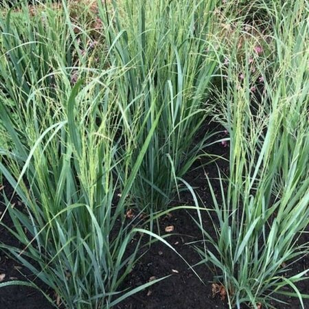 Panicum virgatum 'Northwind' C2 - afbeelding 5