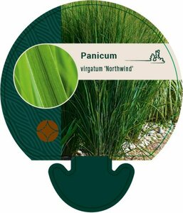 Panicum virgatum 'Northwind' C2 - afbeelding 6