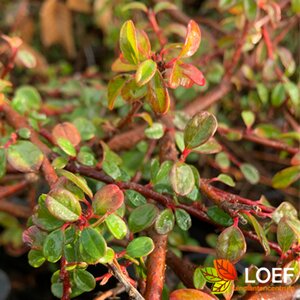 Cotoneaster suecicus 'Coral Beauty' C1.5 - afbeelding 1