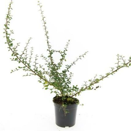 Cotoneaster suecicus 'Coral Beauty' C1.5 - afbeelding 5