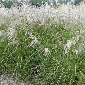 Miscanthus sinensis 'Gracillimus' P9 - afbeelding 5