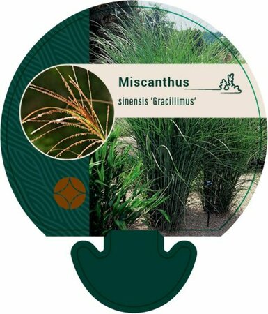 Miscanthus sinensis 'Gracillimus' P9 - afbeelding 3