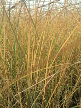 Miscanthus sinensis 'Gracillimus' P9 - afbeelding 4