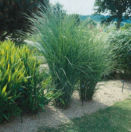 Miscanthus sinensis 'Gracillimus' P9 - afbeelding 6