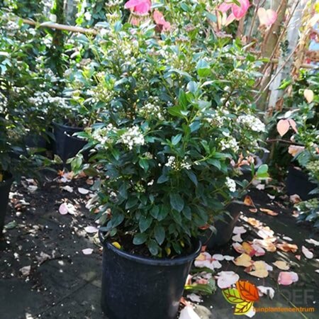 Viburnum tinus 25/30 C. - afbeelding 3