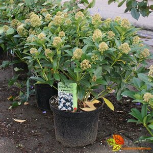 Skimmia japonica 'Fragrant Cloud' 40/50 C. - afbeelding 2