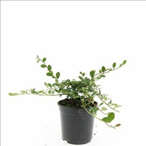 Cotoneaster dammeri C1.5 - afbeelding 13