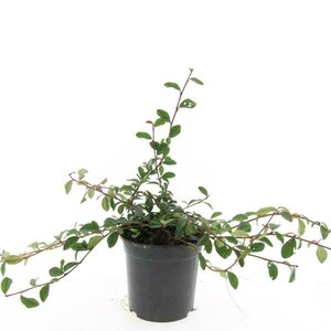 Cotoneaster dammeri C1.5 - afbeelding 11