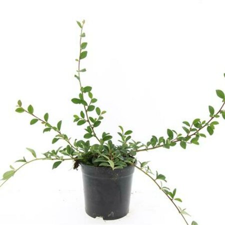 Cotoneaster dammeri C1.5 - afbeelding 10