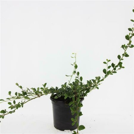 Cotoneaster dammeri C1.5 - afbeelding 8