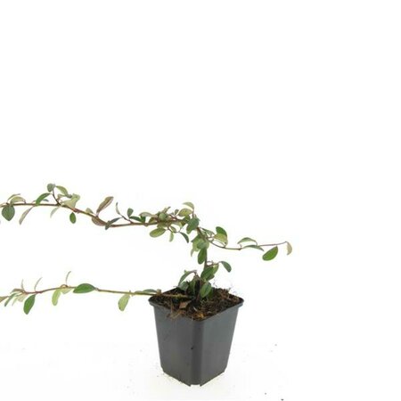 Cotoneaster dammeri C1.5 - afbeelding 3