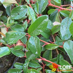 Cotoneaster dammeri C1.5 - afbeelding 1