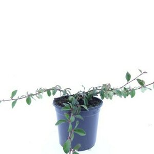 Cotoneaster dammeri C1.5 - afbeelding 5