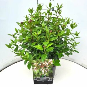 Viburnum tinus 30/40 C. - afbeelding 7