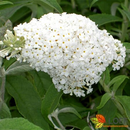 Buddleja davidii 'White Profusion' C2 - afbeelding 2