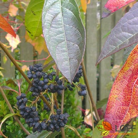 Aronia melanocarpa 100/125 C.