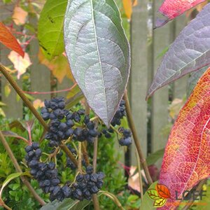 Aronia melanocarpa 100/125 C.