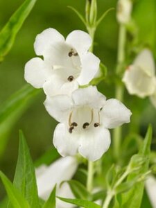 Penstemon 'White Bedder' C2 - afbeelding 2