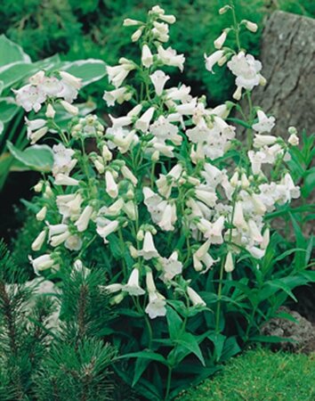 Penstemon 'White Bedder' C2 - afbeelding 3