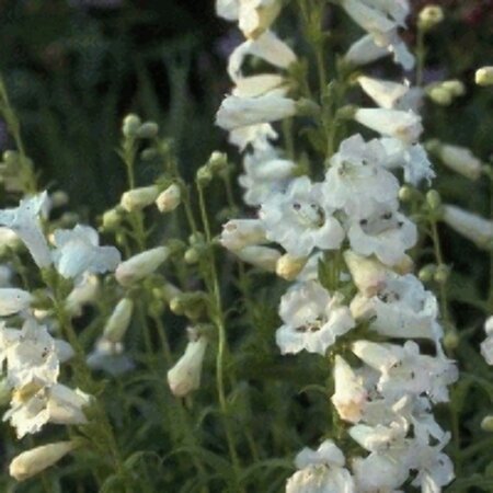 Penstemon 'White Bedder' C2 - afbeelding 4