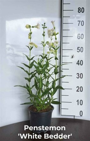 Penstemon 'White Bedder' C2 - afbeelding 1